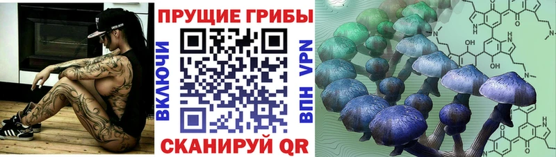 где продают наркотики  Саров  Псилоцибиновые грибы Cubensis 